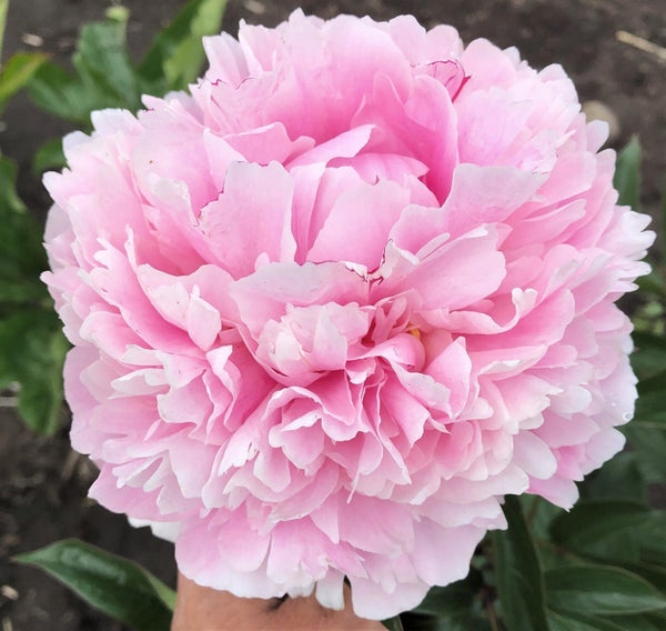Sarah Bernhardt peony, a large soft pink double bloom held in hand
