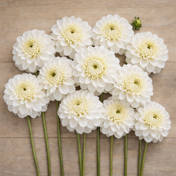 White Blizzard dahlia flowers arranged on a wooden surface