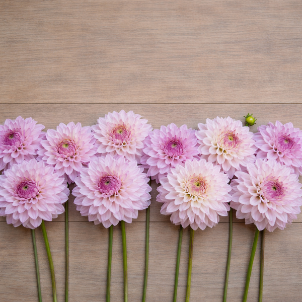 Pink Bloomquist Compare dahlia flowers arranged on a wooden surface