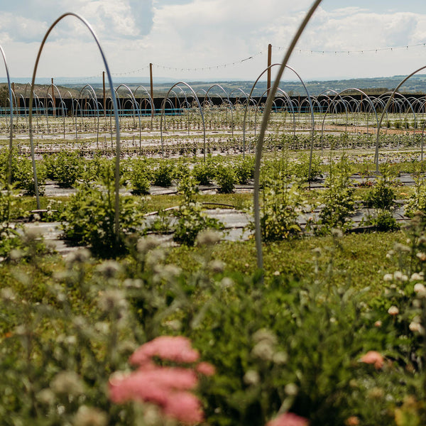 A scenic view of a greenhouse or farm field with rows of young plants under curved hoop structures, with pink flowers in the blurred foreground and a blue sky with clouds in the background.
