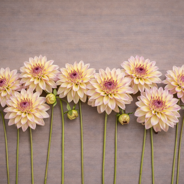 Row of light yellow Canoz Jaguar dahlias on a wooden surface