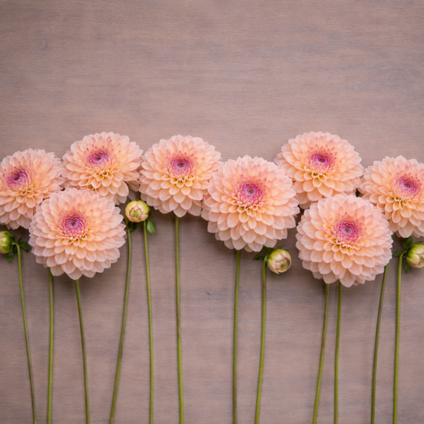 Row of peach-colored Castle Drive
flowers with green stems on a wooden surface