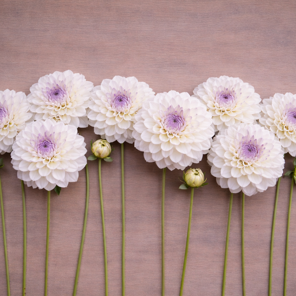 White flowers with purple centers Connie Marion dahlia arranged in a curved pattern on a wooden surface.