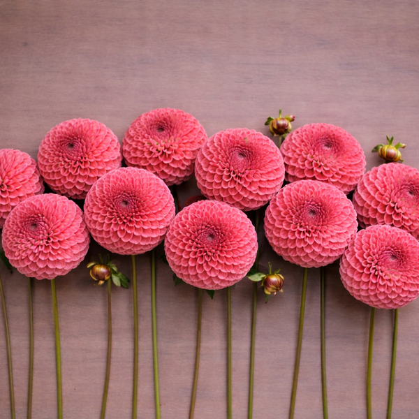 Pink Ferncliff Rusty dahlia flowers arranged in a circular pattern on a wooden surface