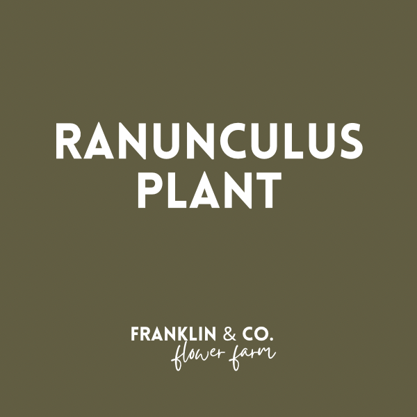 Ranunculus Plant