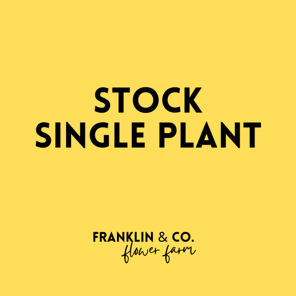 Stock Single Plant