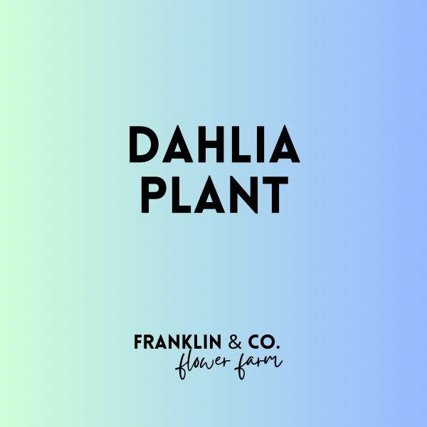 Dahlia Plant