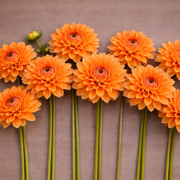 Prince of Orange Dahlias flowers arranged in a row on a brown background