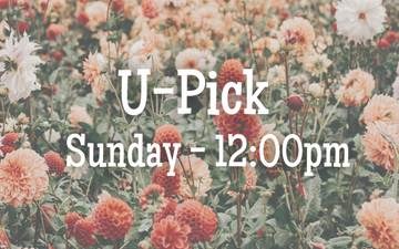U-Pick Sunday