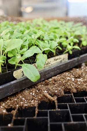 Cut flower seedlings growing in labelled plug trays, started indoors for our zone 3 flower field at Charlie Lake BC