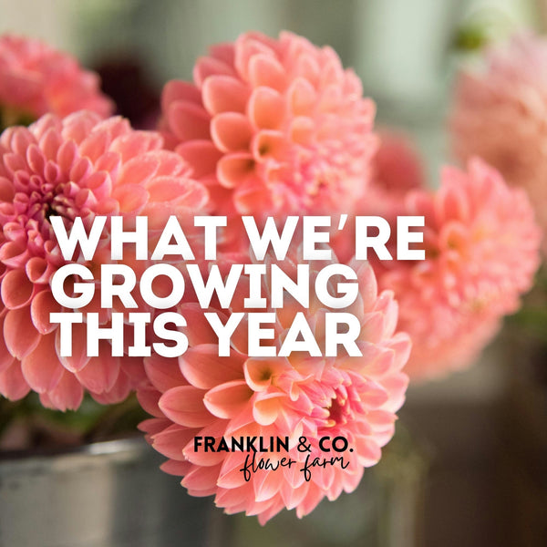 What We're Growing This Year at Franklin & Co. Flower Farm