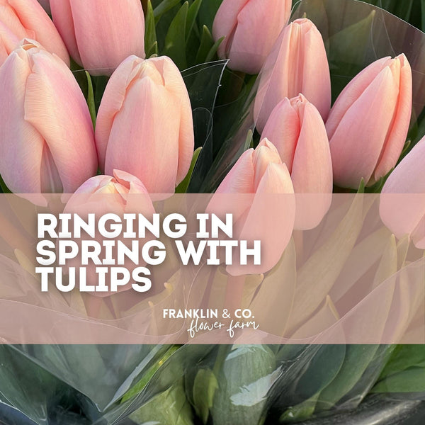 Ringing in Spring with Tulips: A Celebration of Colour After a Long Winter