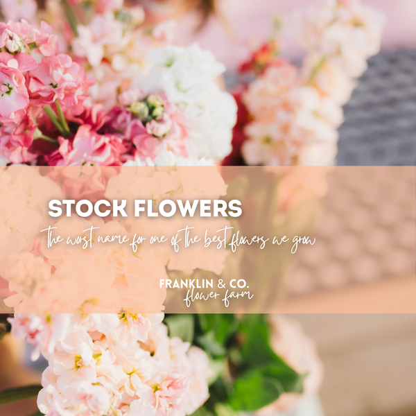 Stock Flowers (Matthiola Incana): The Worst Name for One of the Best Flowers We Grow