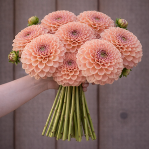 Bouquet of peach-colored 20th ave softer peach dahlia flowers held by a person against a wooden background