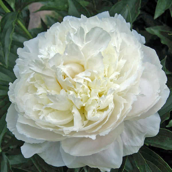 White Sarah Bernhardt peony, a full creamy white double bloom