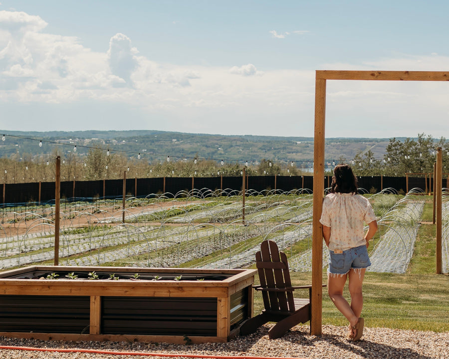 Standing under the wooden arbour by the raised beds, looking out over the rows under hoops in our zone 3 flower field at Charlie Lake BC