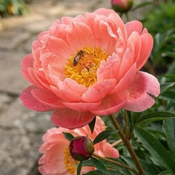 Coral Sunset peony in bloom with a bee on its golden centre