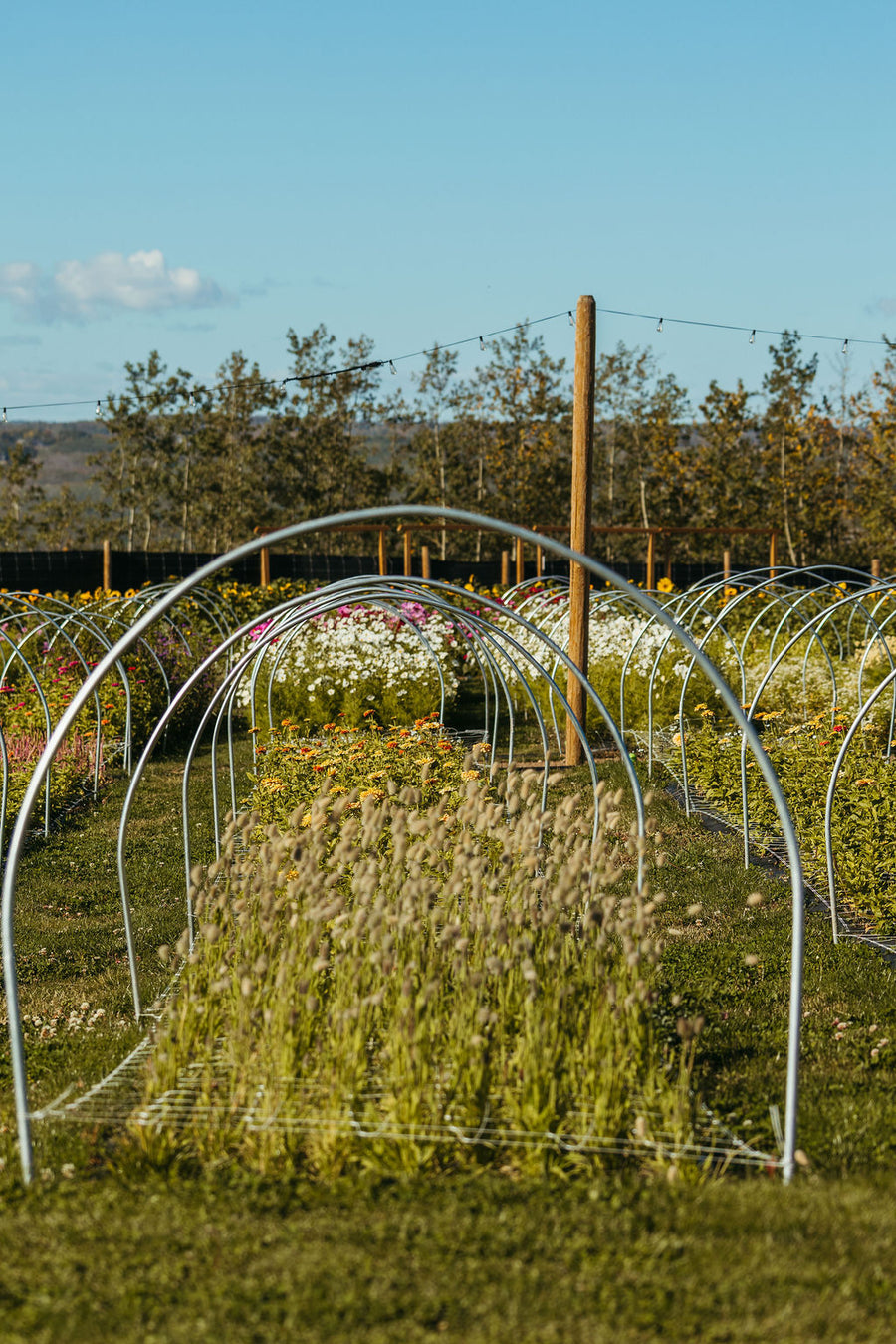 Rows of bunny tail grass, zinnias and cosmos growing under hoops in our zone 3 flower field at Charlie Lake BC