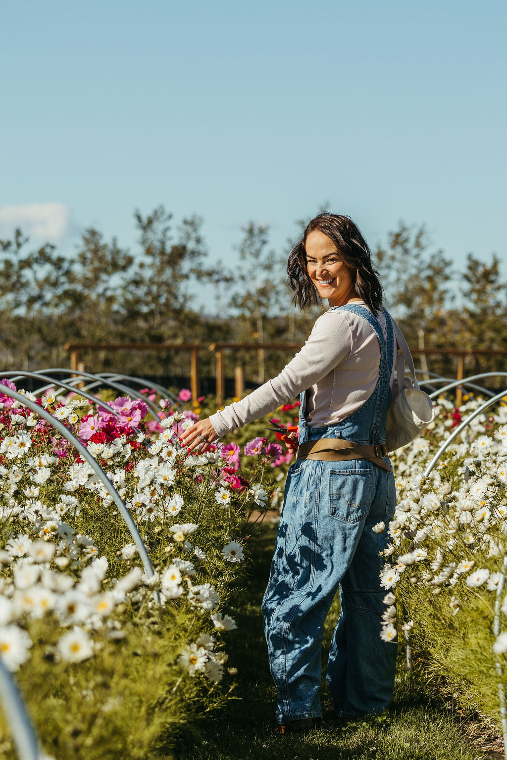Cory Franklin walking between rows of white and pink cosmos under hoops in our zone 3 flower field at Charlie Lake BC
