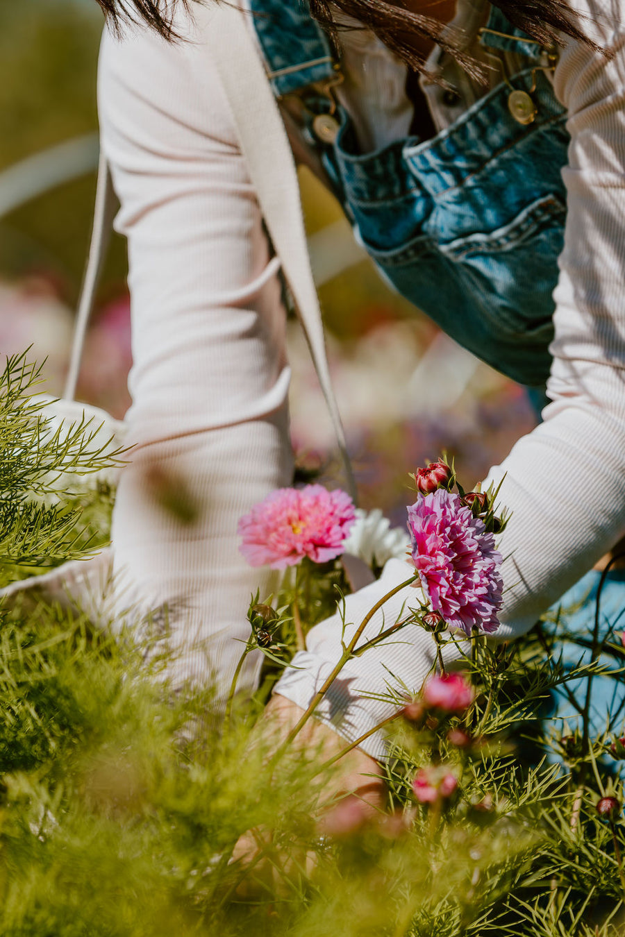 Hands cutting double pink cosmos in our zone 3 flower field at Charlie Lake BC