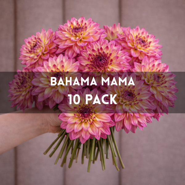 Bahama Mama 10 Pack