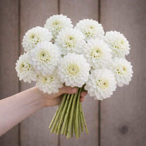 Bouquet of white Blizzard dahlia flowers held by a person against a wooden background