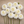 White Blizzard dahlia flowers arranged on a wooden surface