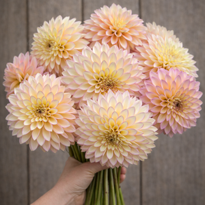 Bouquet of pastel-colored Bloomquist Blush dahlia flowers held by a hand against a wooden background