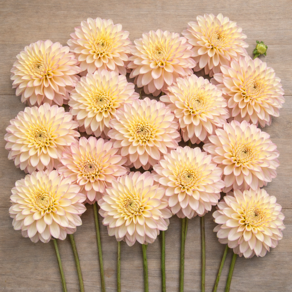 Light pink Bloomquist Blush 
flowers arranged on a wooden surface