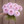 Bouquet of Bloomquist Compare pink flowers held by a person against a brown background
