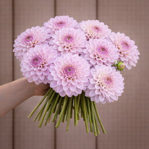 Bouquet of Bloomquist Compare pink flowers held by a person against a brown background