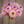 Bouquet of pink and yellow dahlias called Bloomquist Jody Lynn held by a person against a neutral background
