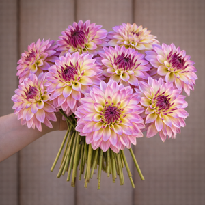 Bouquet of pink and yellow dahlias called Bloomquist Jody Lynn held by a person against a neutral background