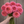 Bouquet of pink Bloomquist Mojo dahlia flowers held by a hand against a wooden background