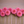 Pink Bloomquist Mojo dahlia flowers arranged in a row on a beige background