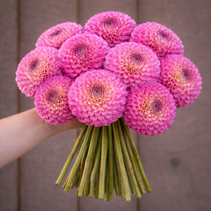 Bouquet of pink Bloomquist Yea dahlia flowers held by a person against a neutral background