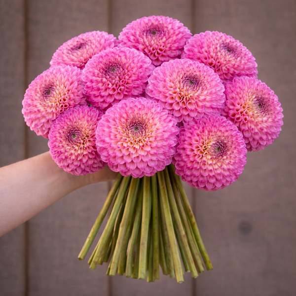 Bouquet of pink Bloomquist Yea dahlia flowers held by a person against a neutral background