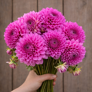 Hand holding a bouquet of pink Brian R dahlias against a wooden background