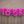 Pink Brian R dahlia flowers arranged in a row on a wooden surface