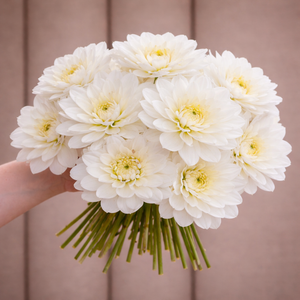 Bouquet of white Bride to Be dahlia flowers held against a neutral background