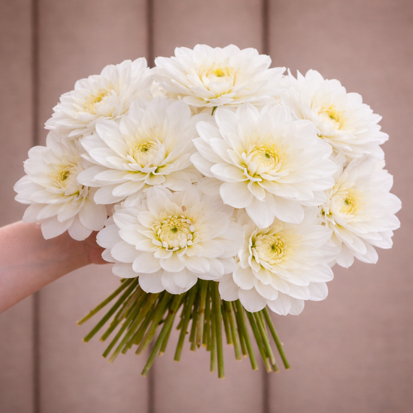 Bouquet of white Bride to Be dahlia flowers held against a neutral background