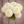 Bouquet of white Brookside Dahlia flowers held against a brown background