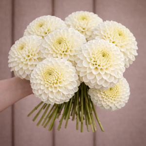 Bouquet of white Brookside Dahlia flowers held against a brown background
