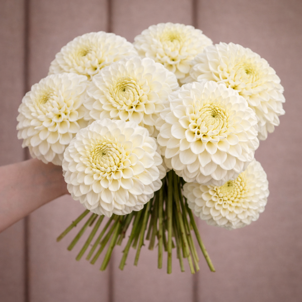 Bouquet of white Brookside Dahlia flowers held against a brown background