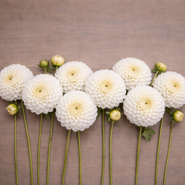 White Brookside Snowball dahlia flowers with green stems arranged on a wooden surface