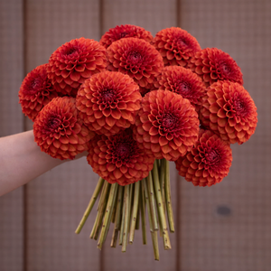 Bouquet of burnt orange dahlia flowers held by a person against a wooden background
