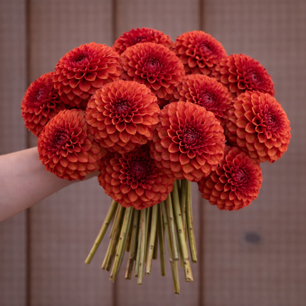 Bouquet of burnt orange dahlia flowers held by a person against a wooden background