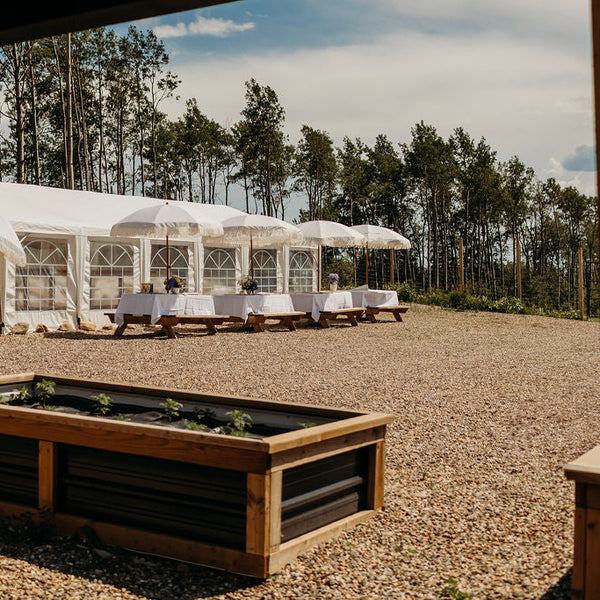 An outdoor event setup on a gravel field with a large white marquee tent, tables, umbrellas, and a wooden planter box in the foreground, with trees and sky in the background.