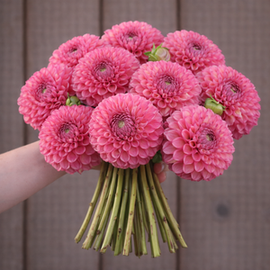 Bouquet of pink Caitlyn's Joy dahlia flowers held by a person against a wooden background