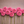 Pink Caitlyn's Joy dahlia flowers arranged in a row on a wooden surface